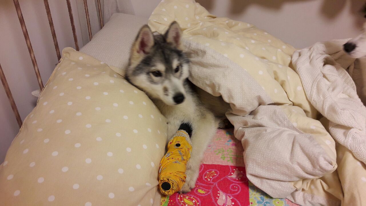 12월 빨랫감을 들고온  우리 슈키