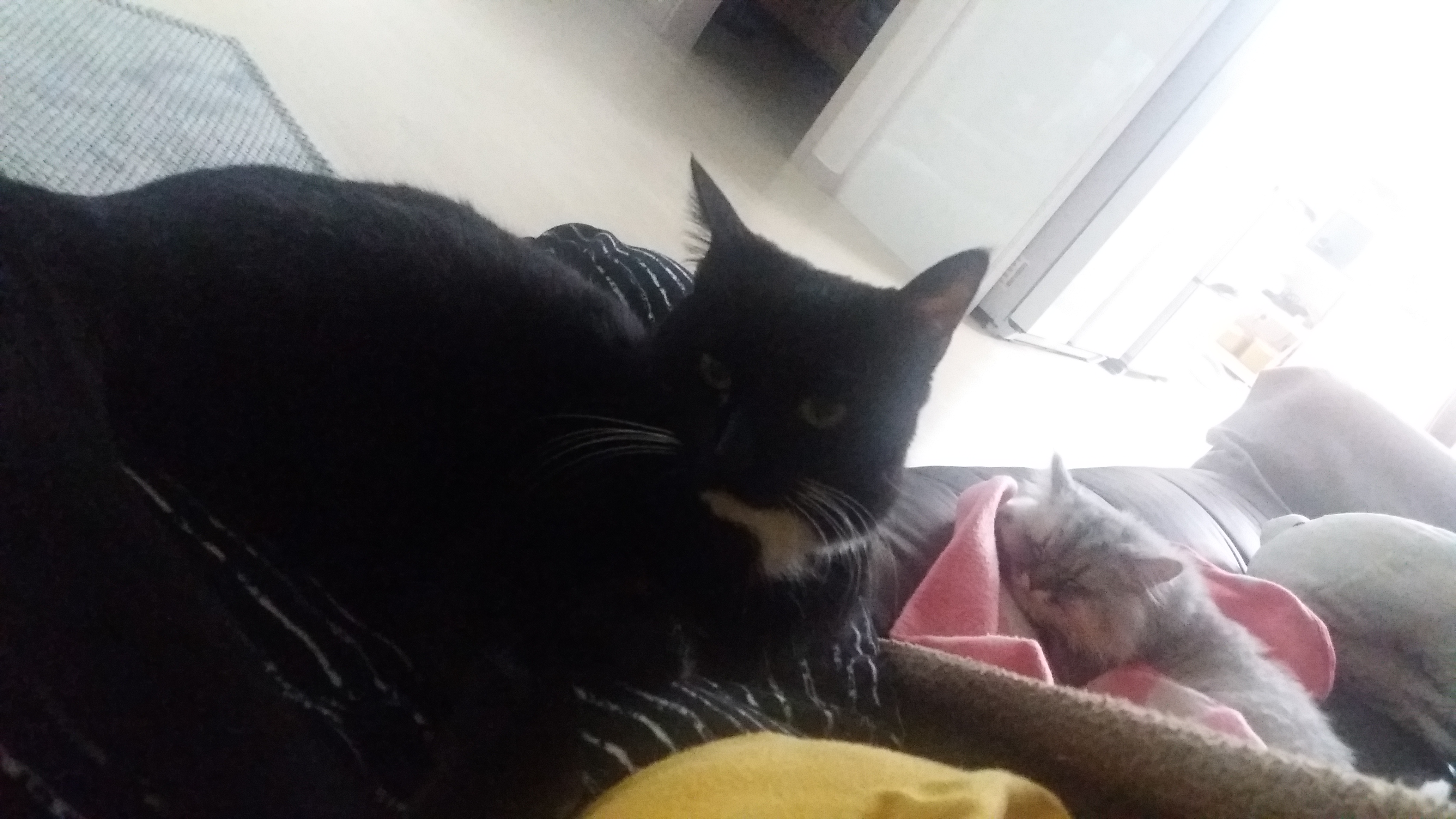 "지지" 입양 일주일후기