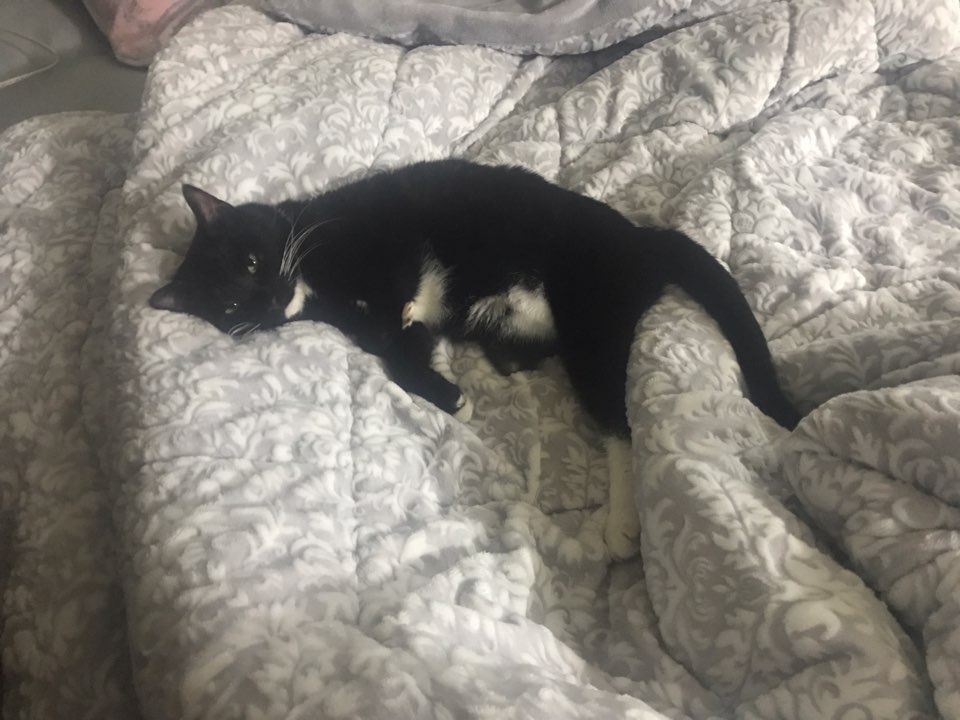 "지지" 입양 일주일후기