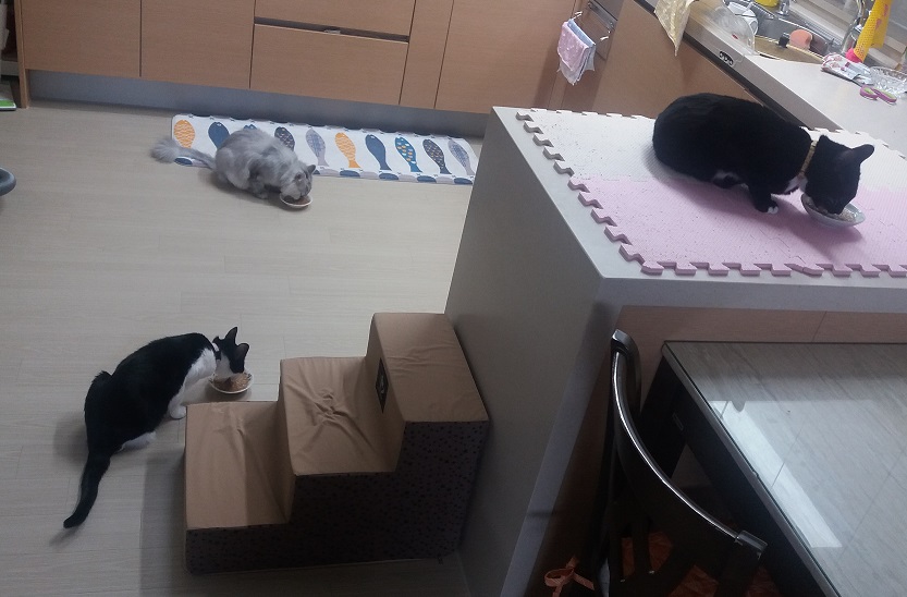 "지지" 입양 일주일후기