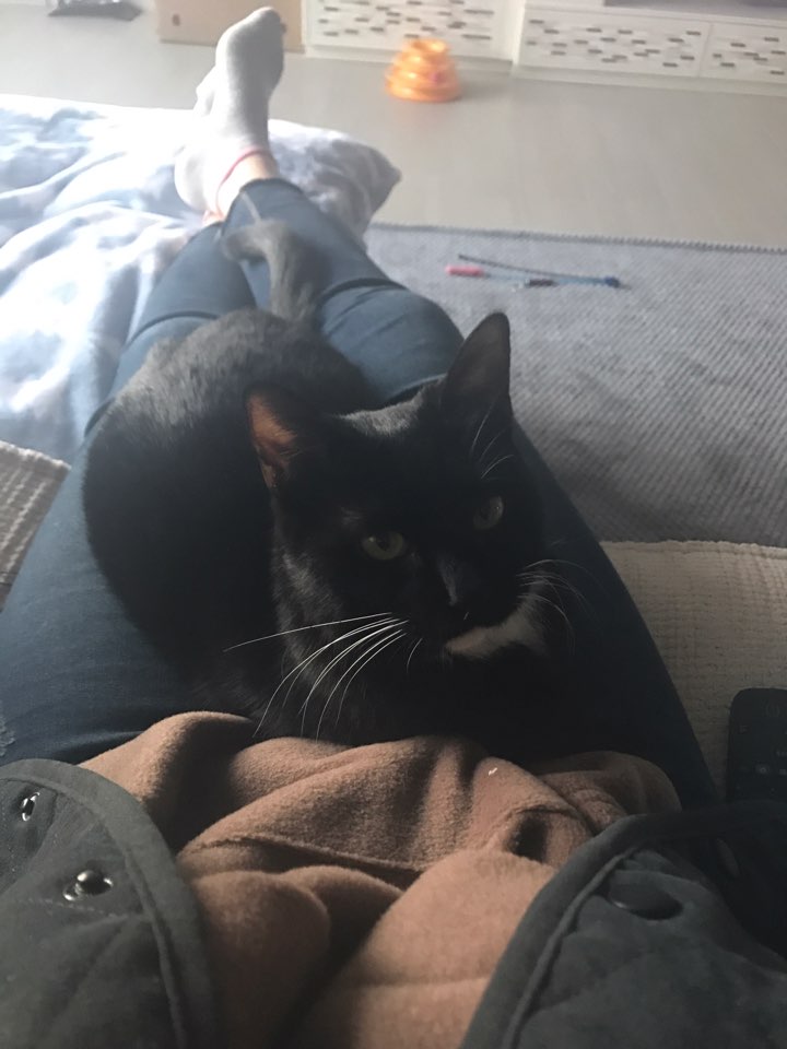 "지지" 입양 일주일후기