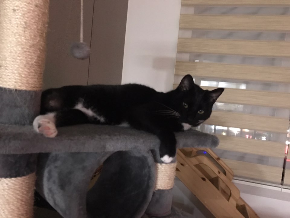 "지지" 입양 일주일후기