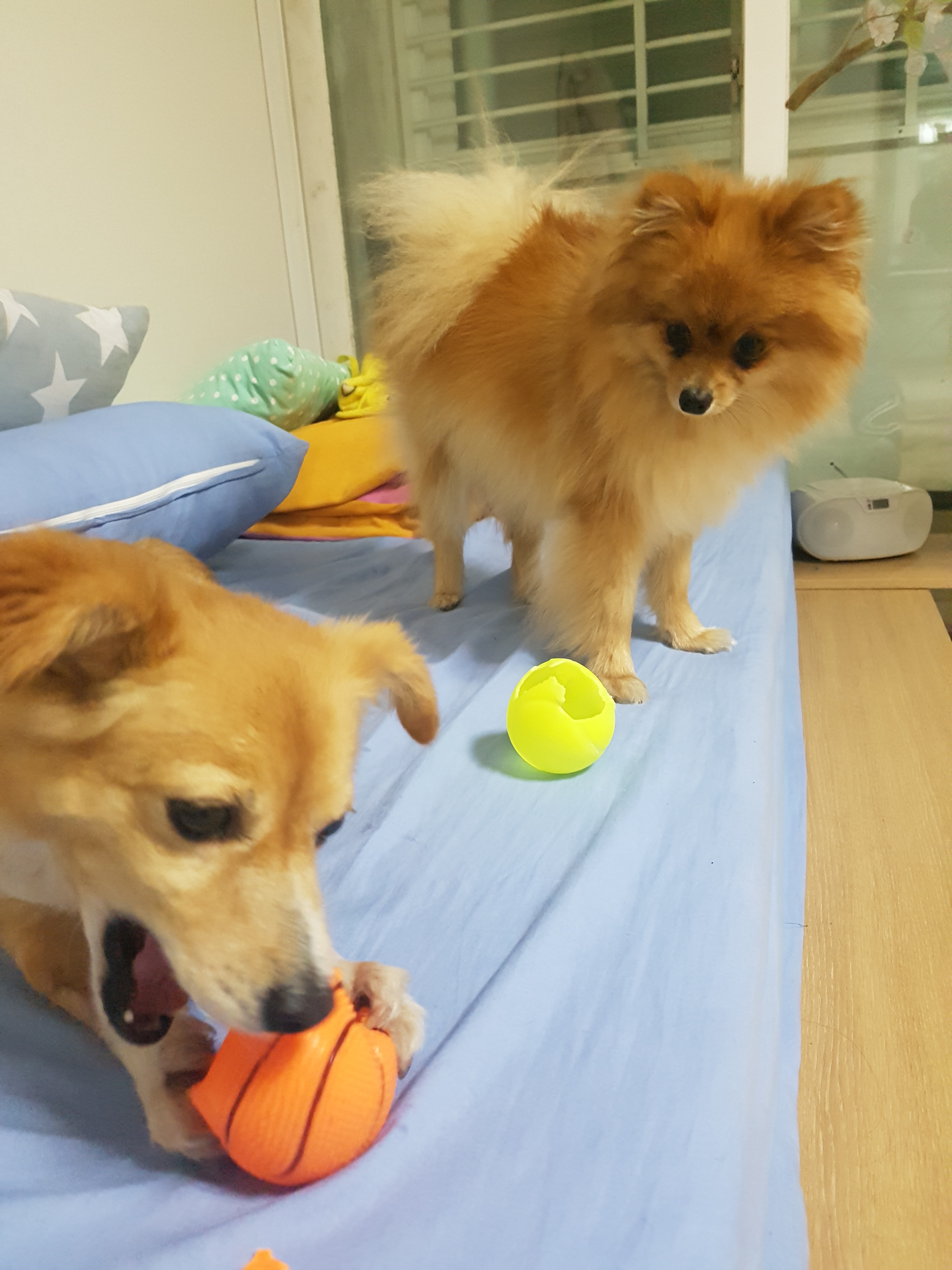 미모의 기쁨이 입양 한달째~