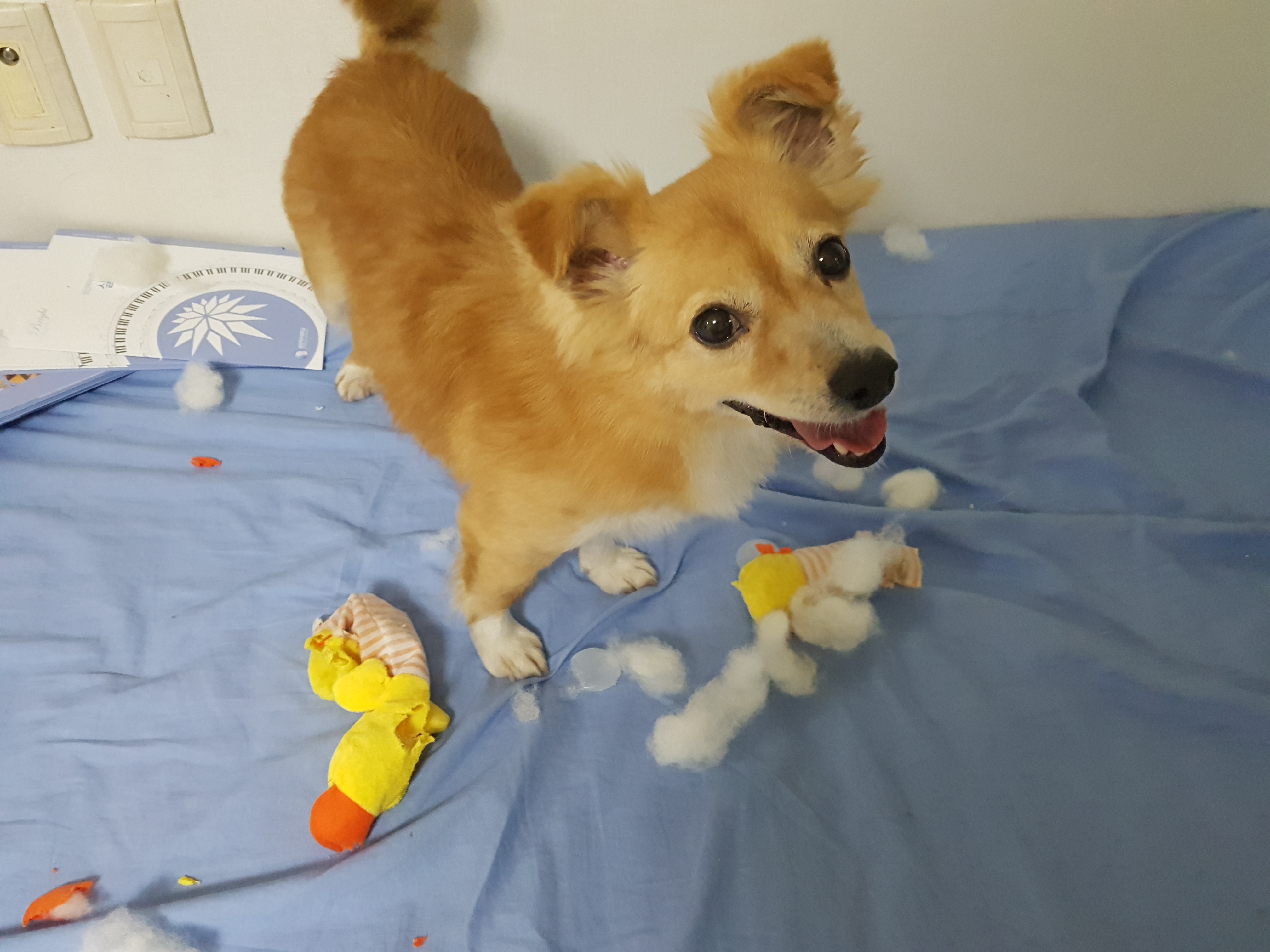 미모의 기쁨이 입양 한달째~