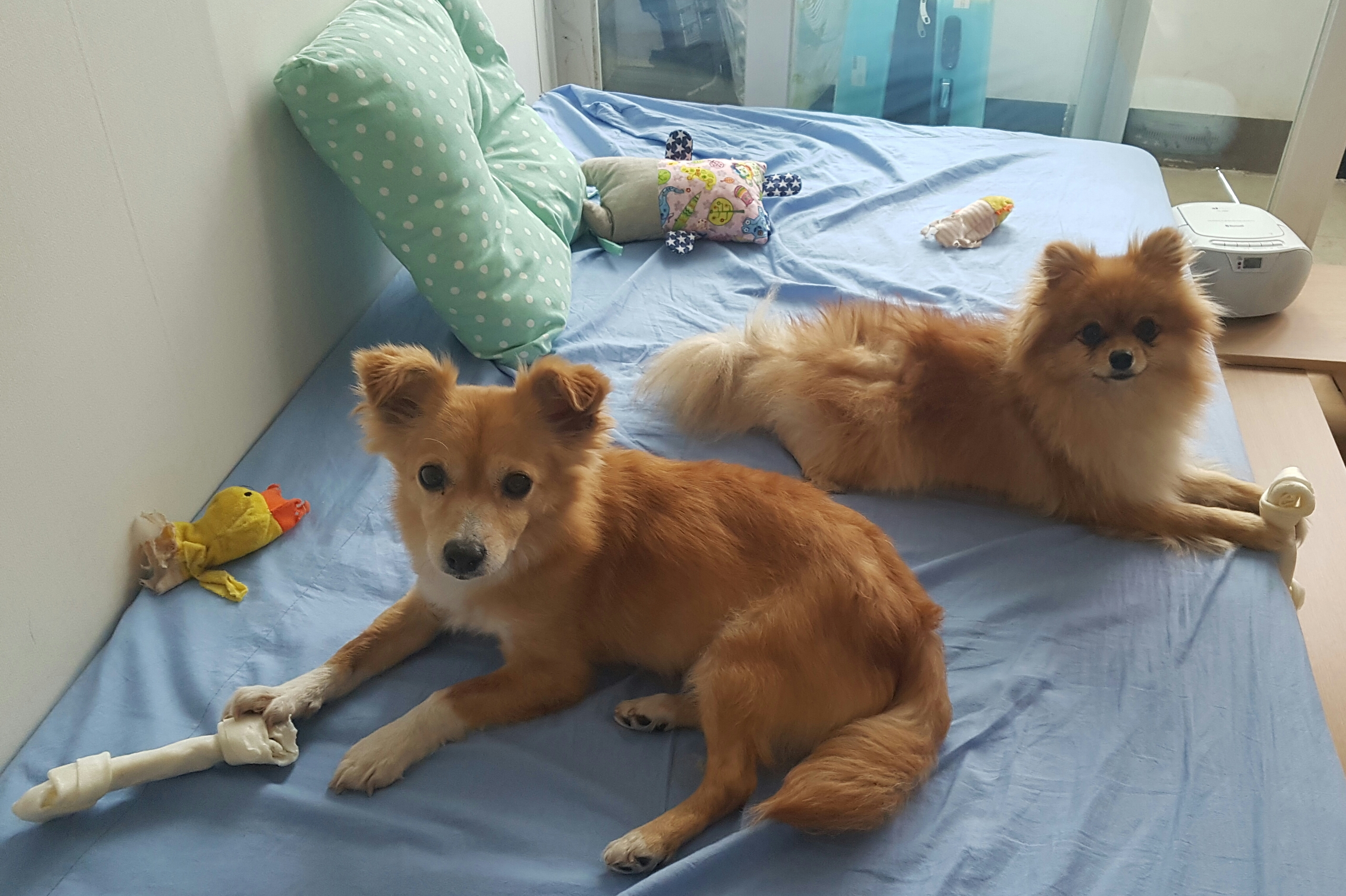 미모의 기쁨이 입양 한달째~