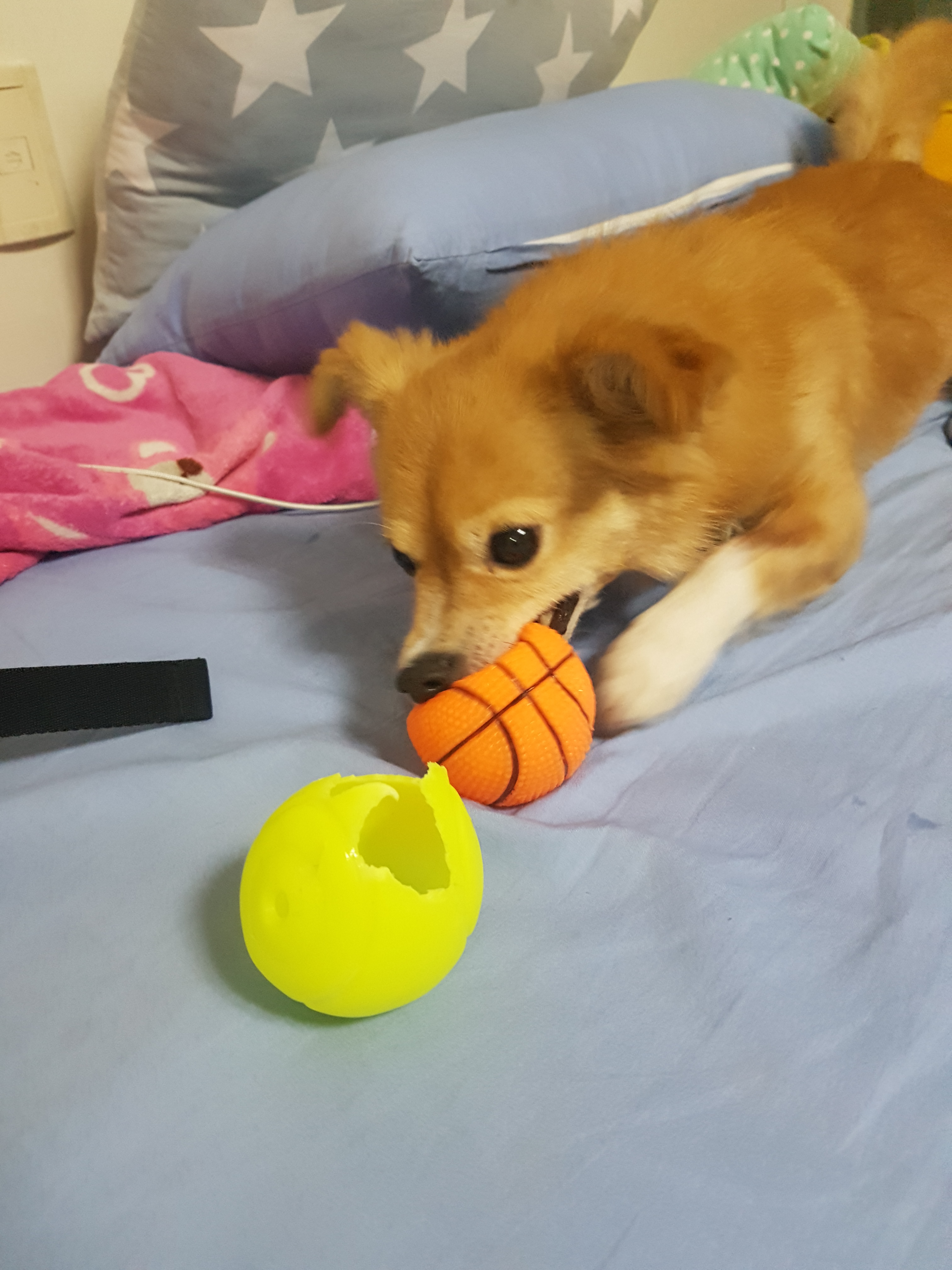 미모의 기쁨이 입양 한달째~