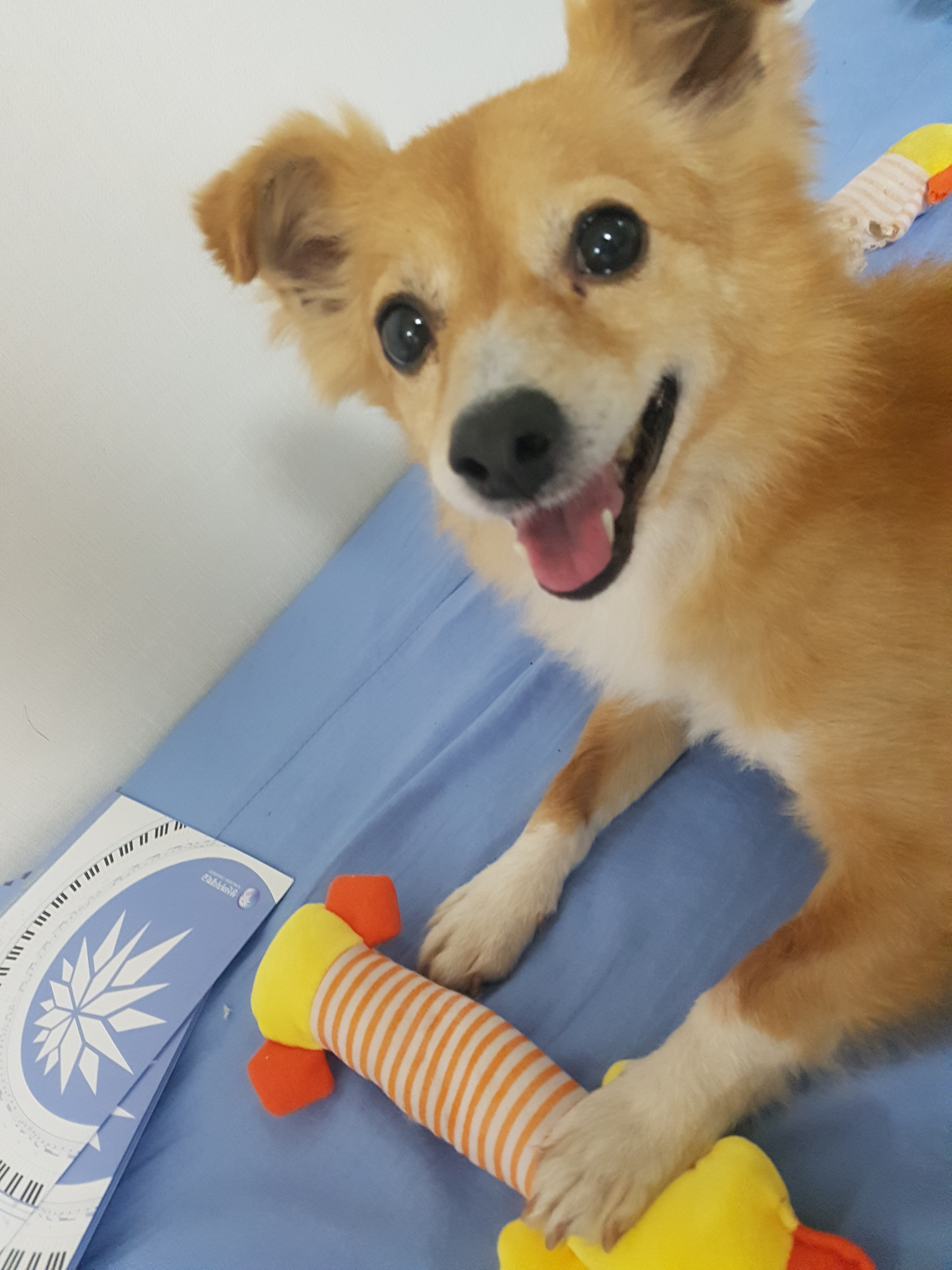 미모의 기쁨이 입양 한달째~