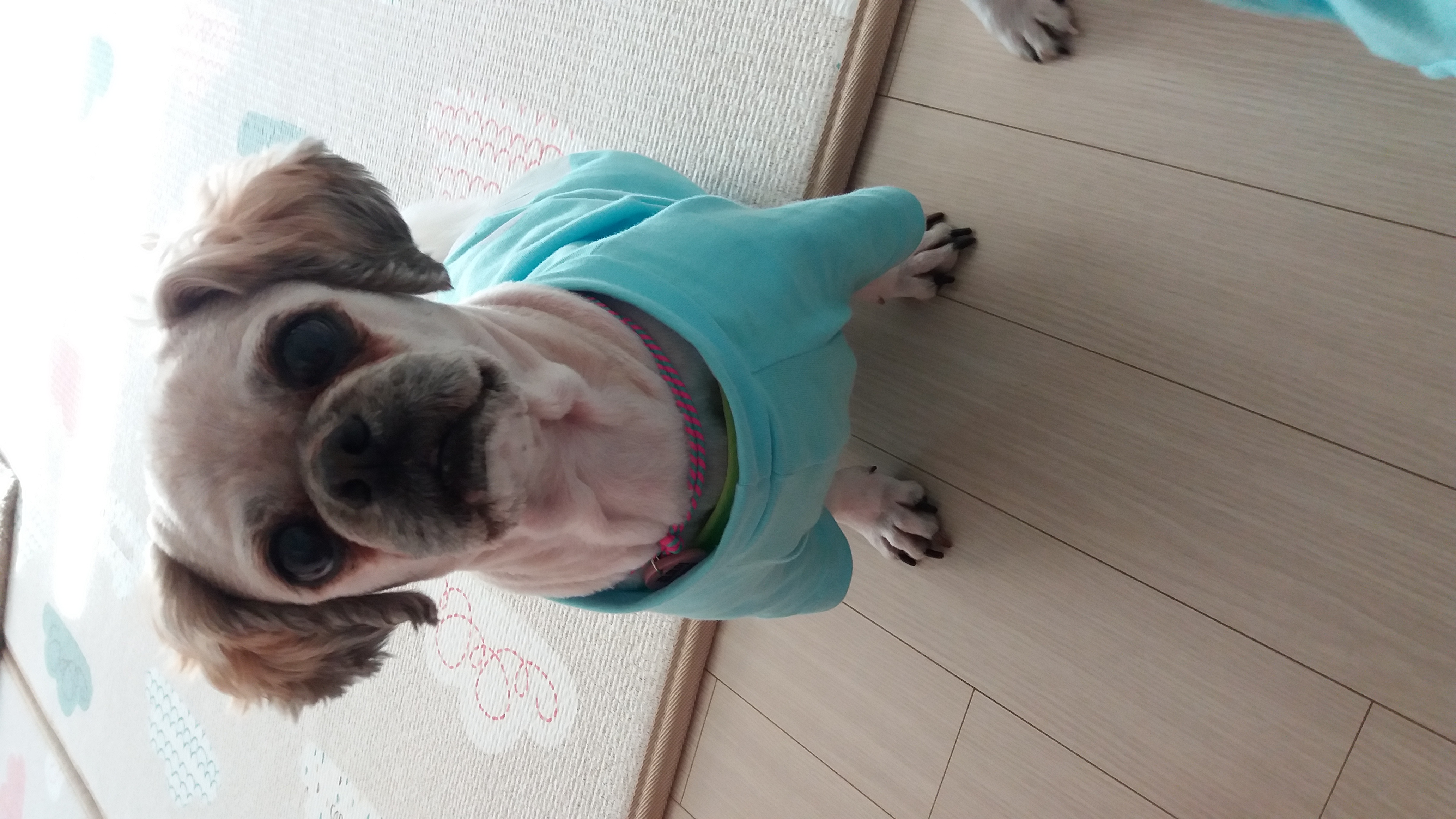 귀여운 코미 잘 있답니다^^