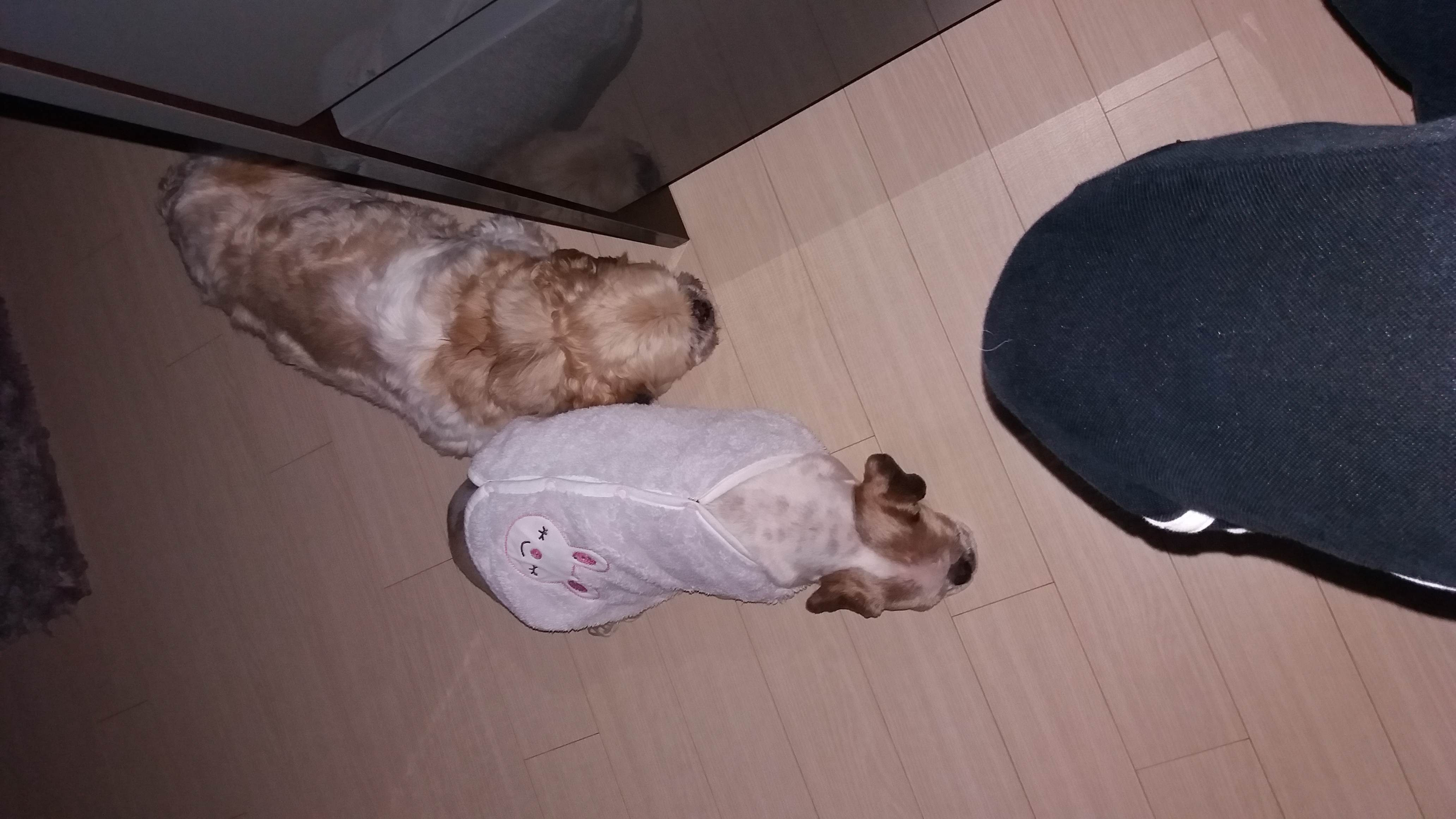 귀여운 코미 잘 있답니다^^