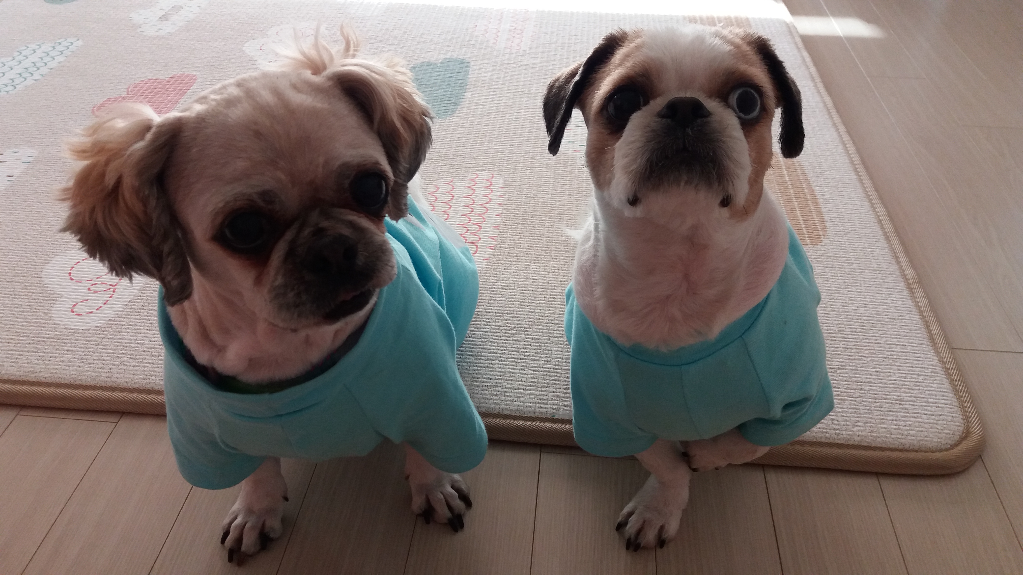 귀여운 코미 잘 있답니다^^