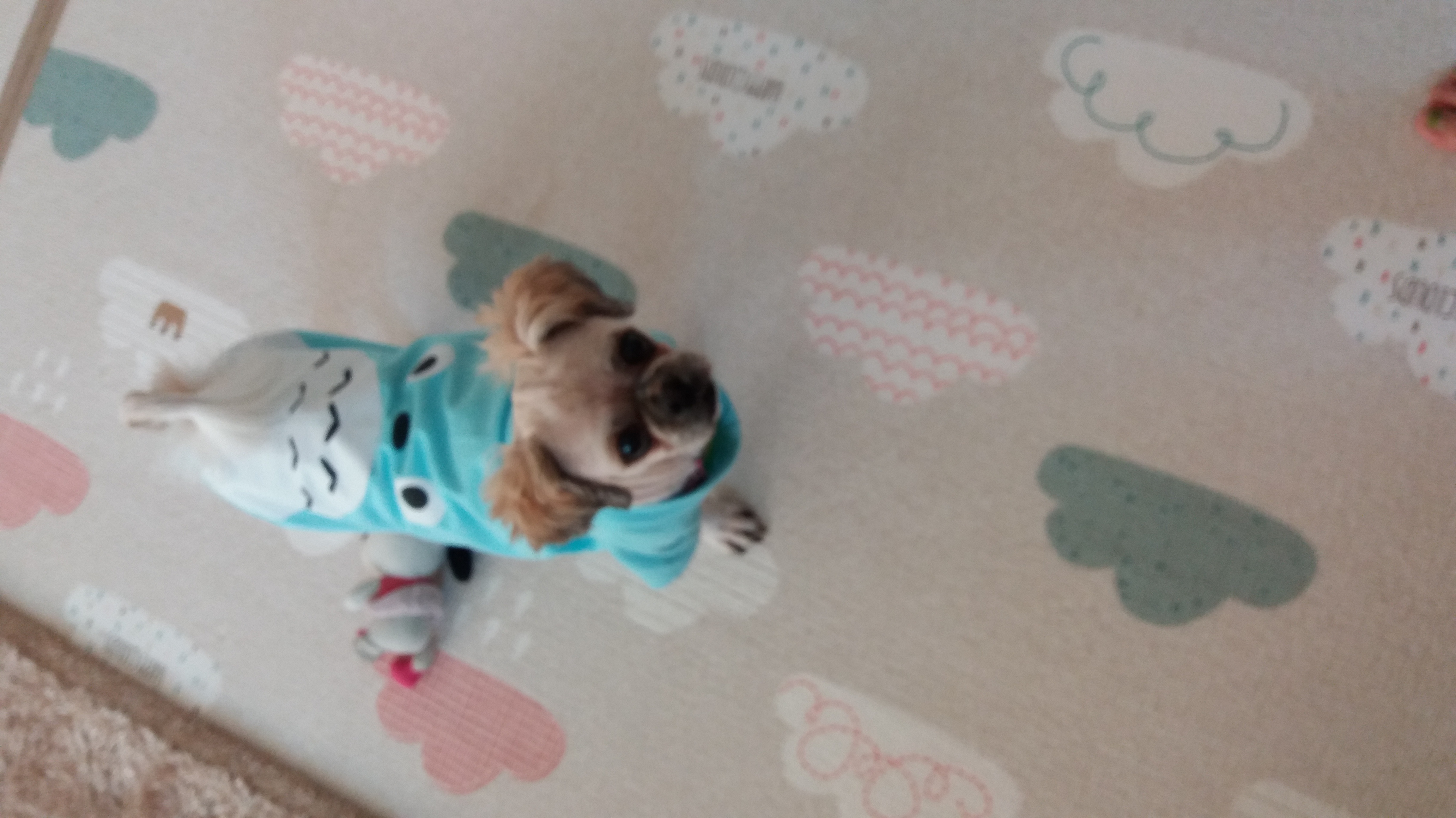 귀여운 코미 잘 있답니다^^