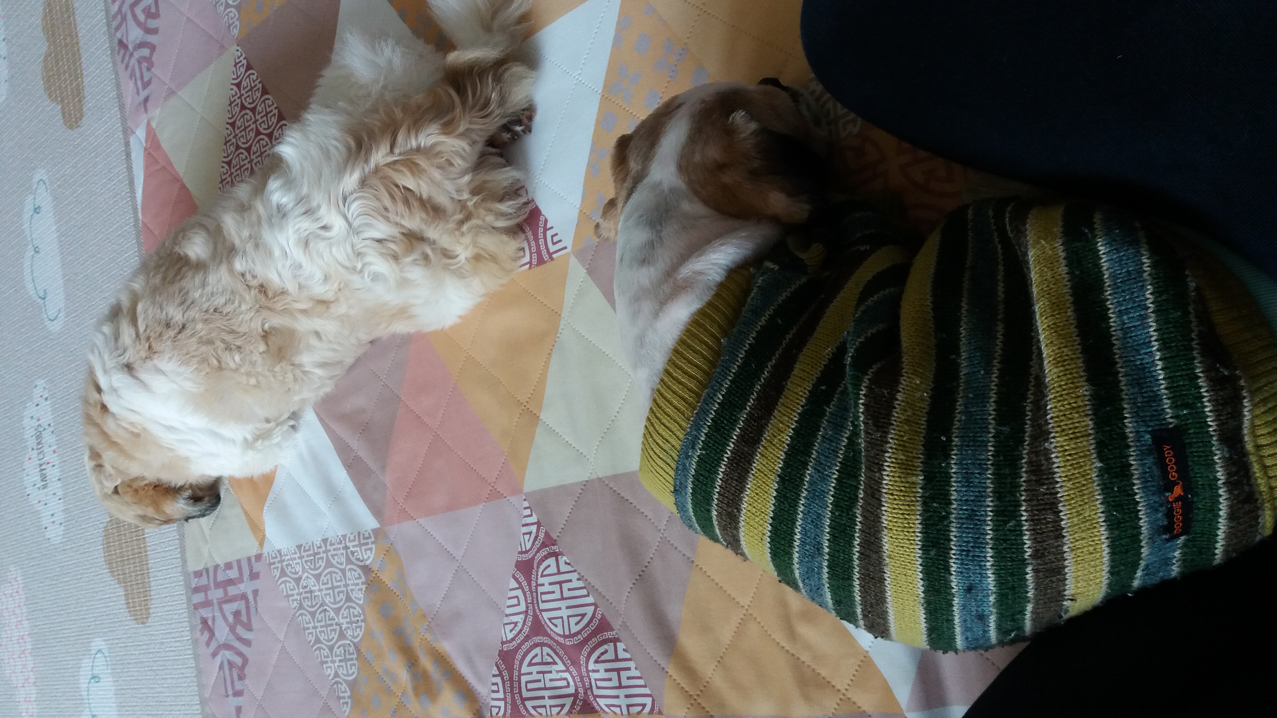 귀여운 코미 잘 있답니다^^