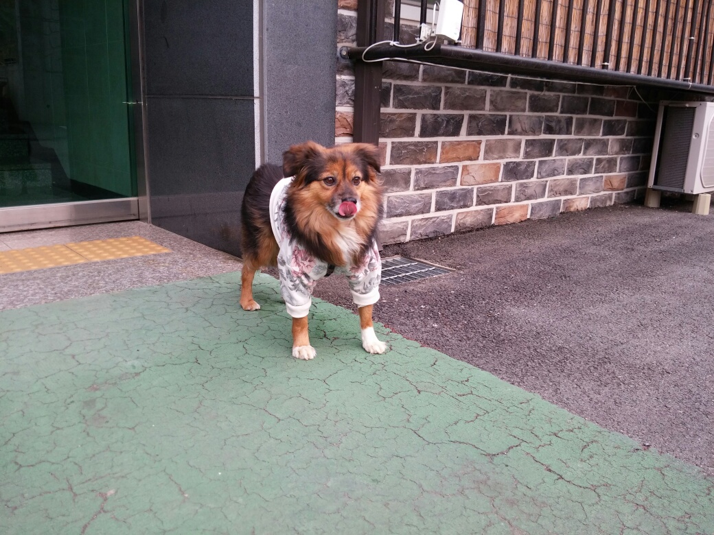 정왕이는 사자!