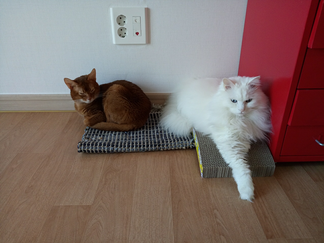 금동(루키)군 입양후기