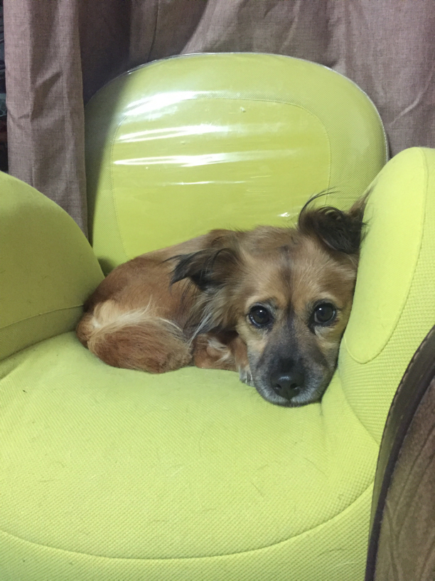 엠바 1주일 입양 후기 