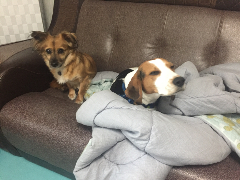 엠바 1주일 입양 후기 