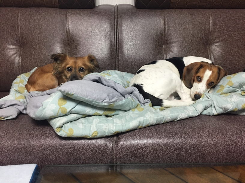 엠바 1주일 입양 후기 