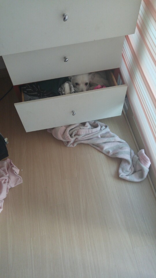 치즈가 온지 벌써 6개월 되었어요~~~ 