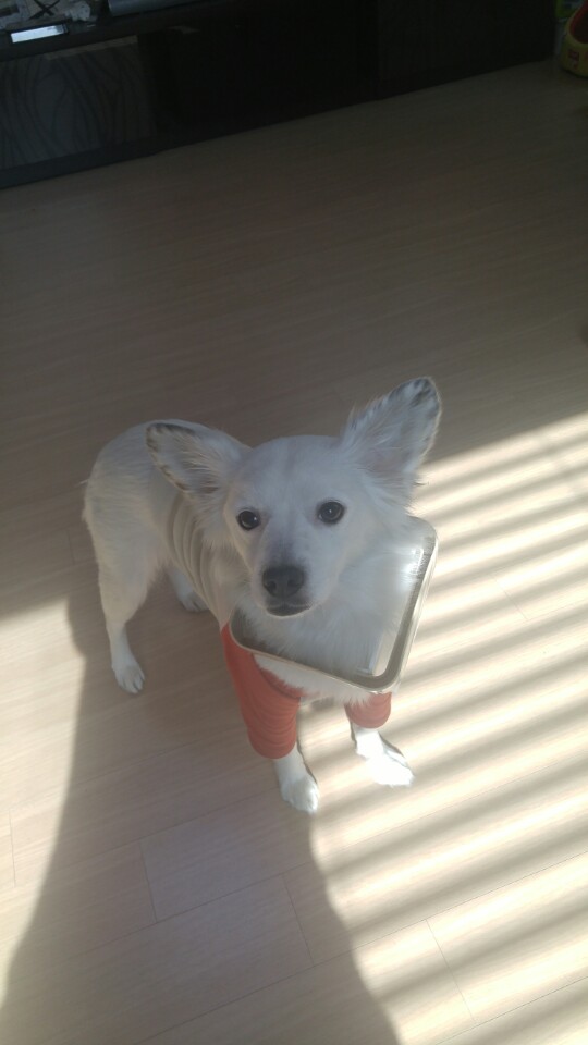 치즈가 온지 벌써 6개월 되었어요~~~ 