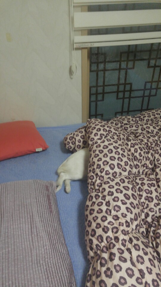 치즈가 온지 벌써 6개월 되었어요~~~ 