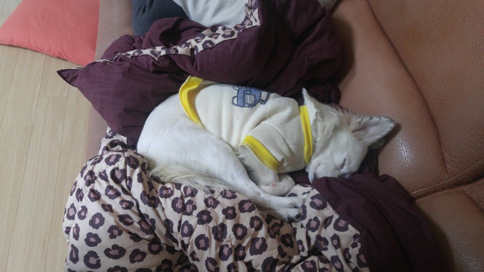 치즈가 온지 벌써 6개월 되었어요~~~ 