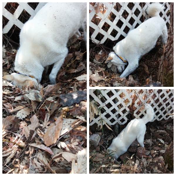  망가진 은비공주
