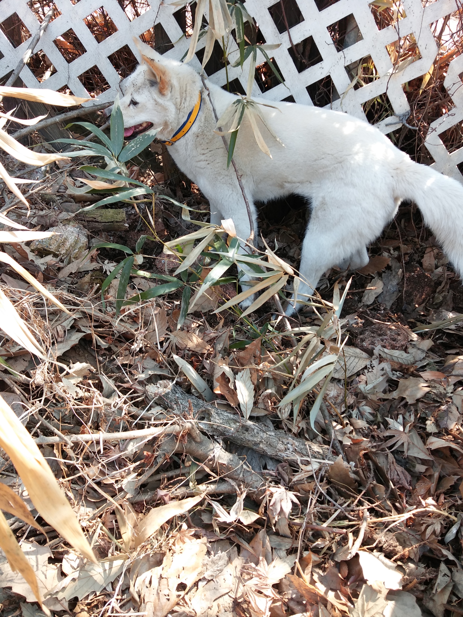  망가진 은비공주
