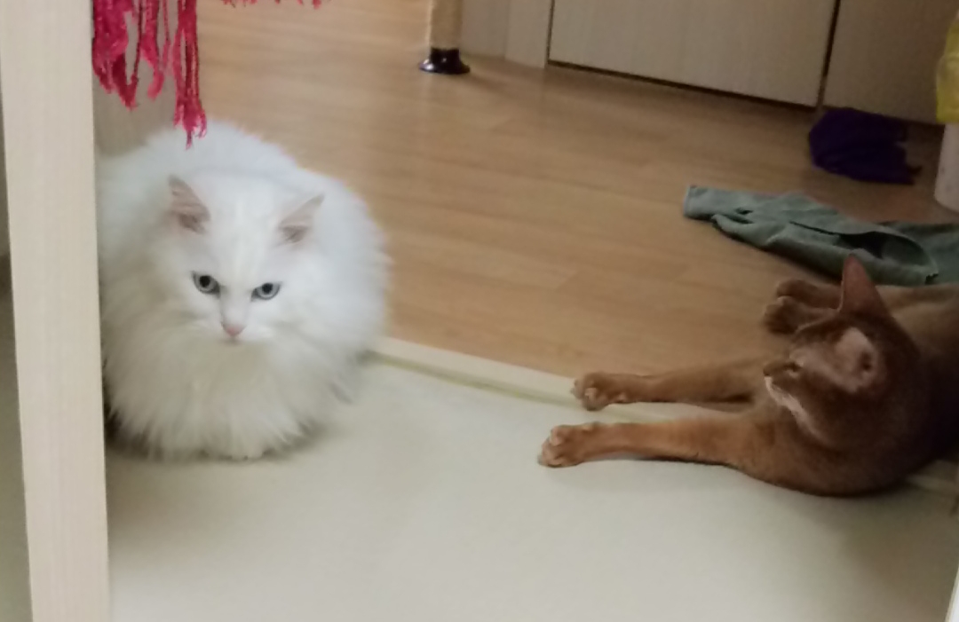 금동군 한달 입양후기