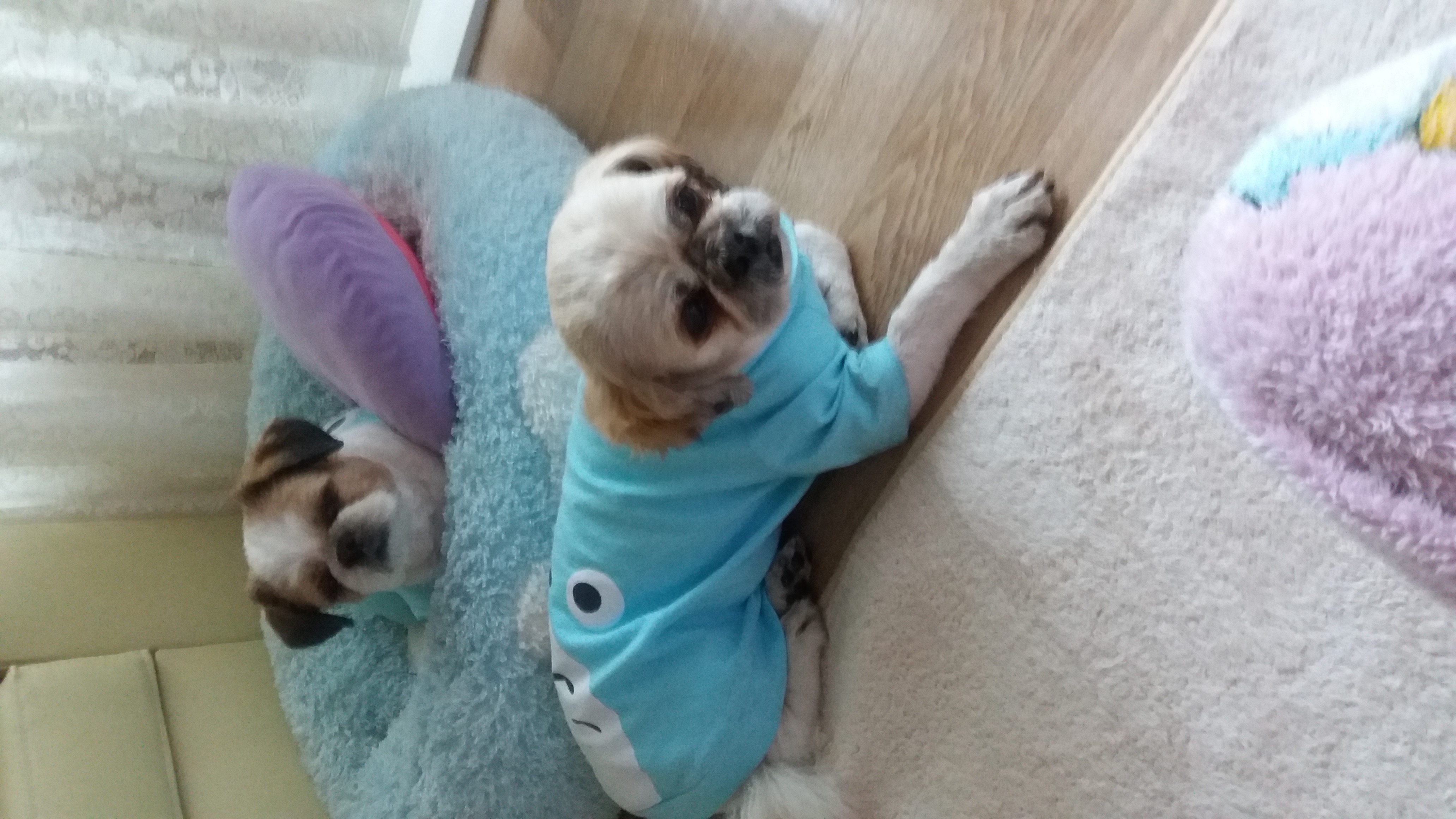 코미후기올립니다^^