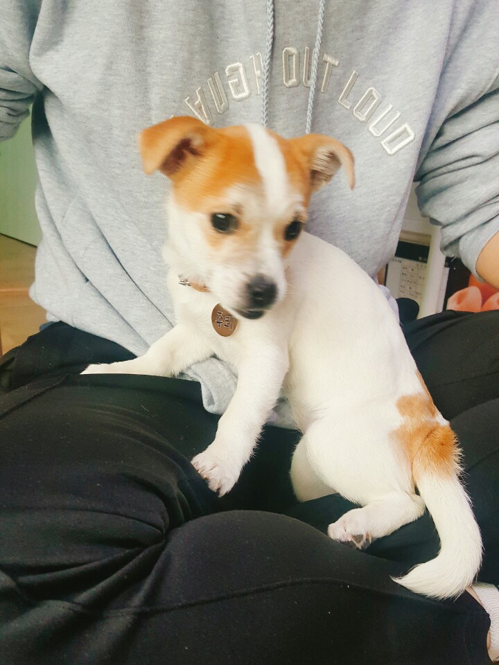 이쁜 주리ㅎㅎ 입양온지 1주일!!!