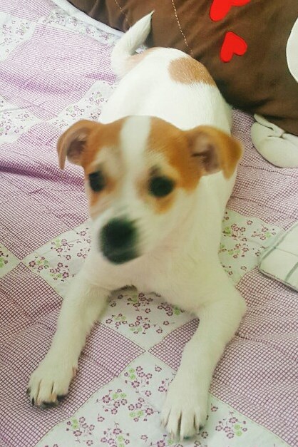 이쁜 주리ㅎㅎ 입양온지 1주일!!!