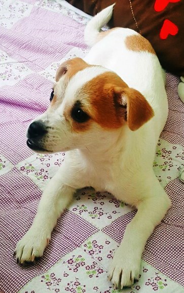 이쁜 주리ㅎㅎ 입양온지 1주일!!!