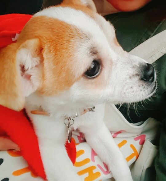이쁜 주리ㅎㅎ 입양온지 1주일!!!