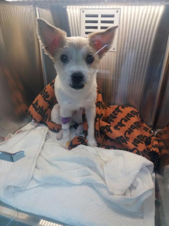 막둥이 입양 1년하고 1개월이 다가오네요 후기 올립니다.ㅎ(개쒼나~~)