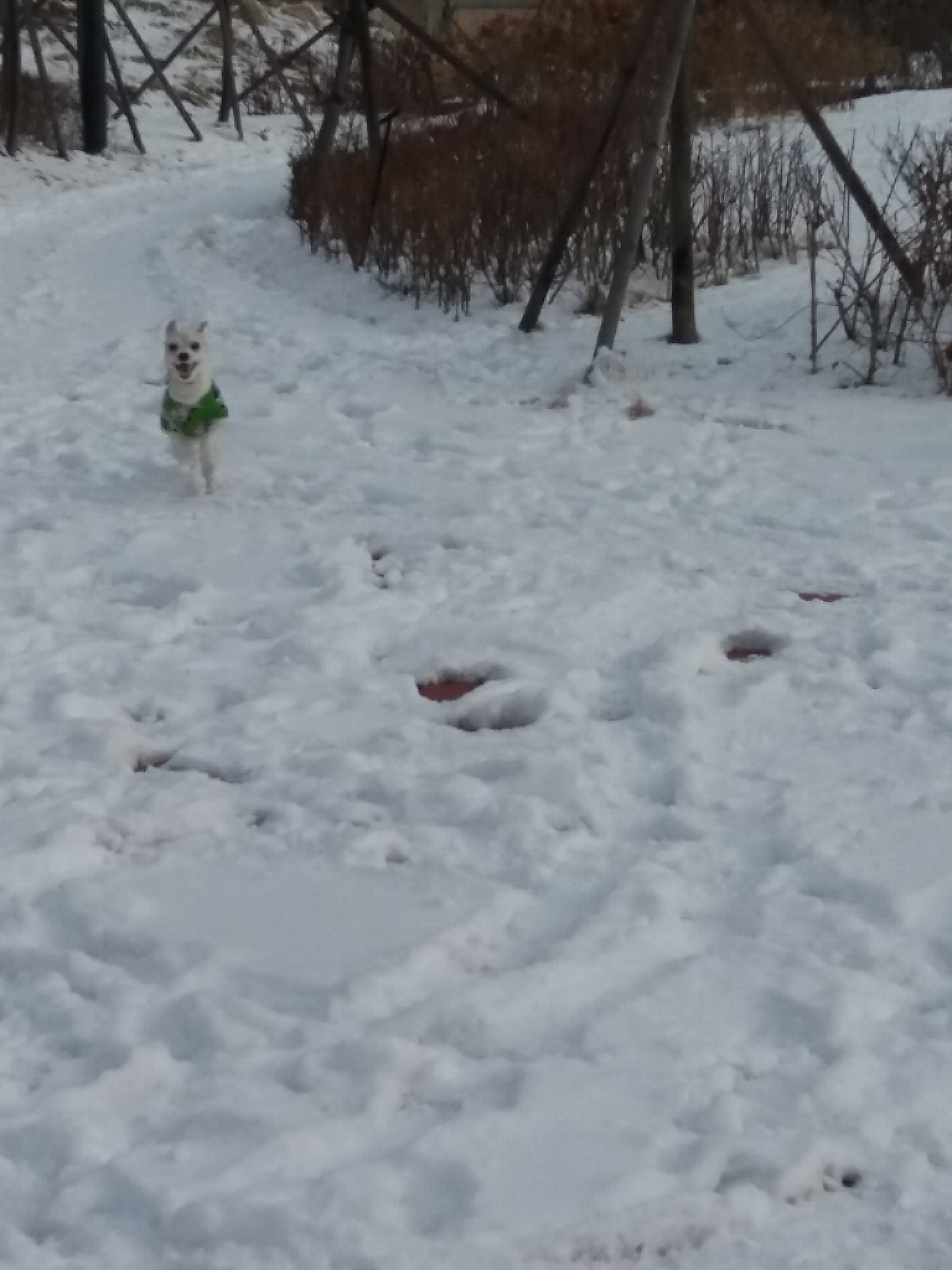 막둥이 입양 1년하고 1개월이 다가오네요 후기 올립니다.ㅎ(개쒼나~~)