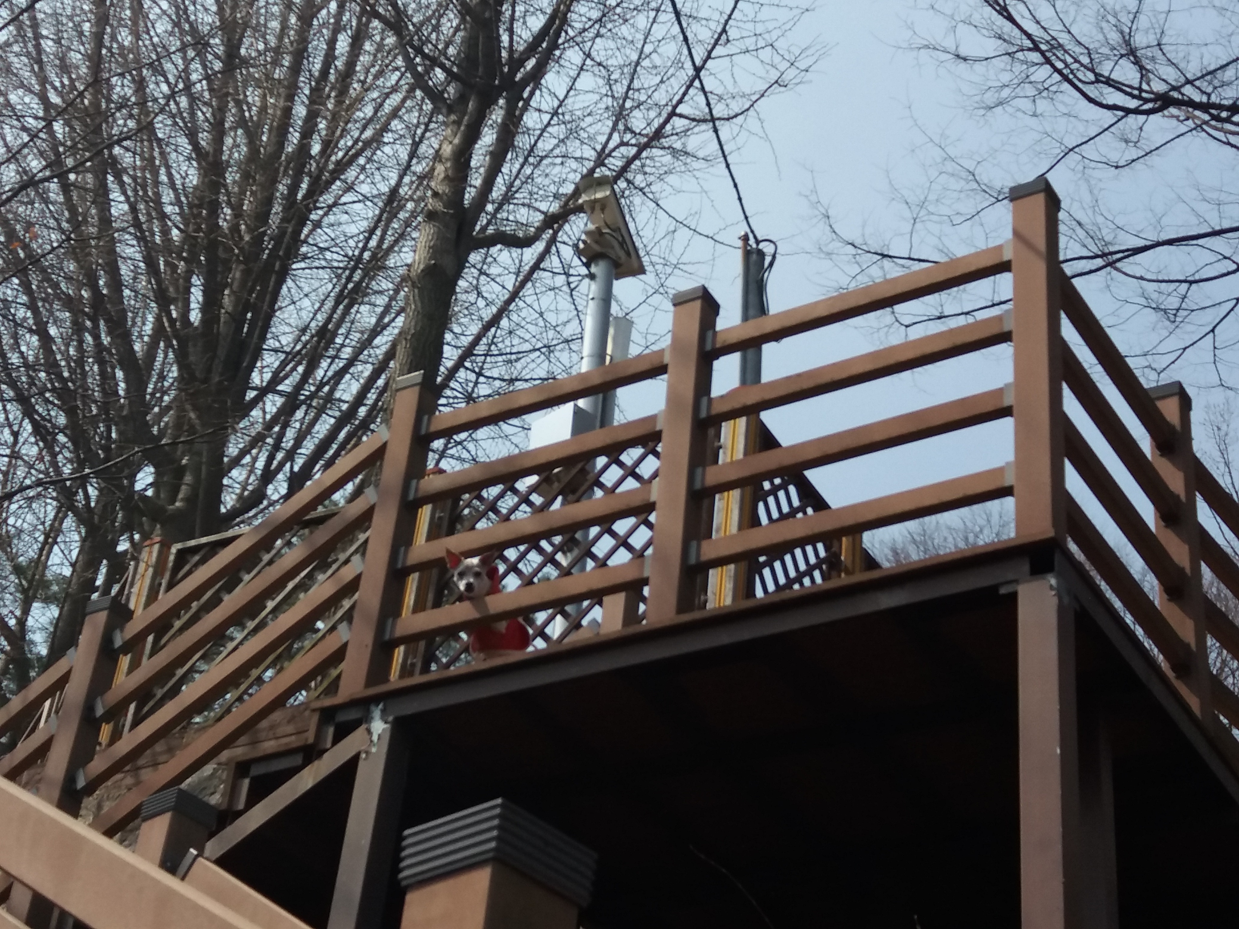 막둥이 입양 1년하고 1개월이 다가오네요 후기 올립니다.ㅎ(개쒼나~~)