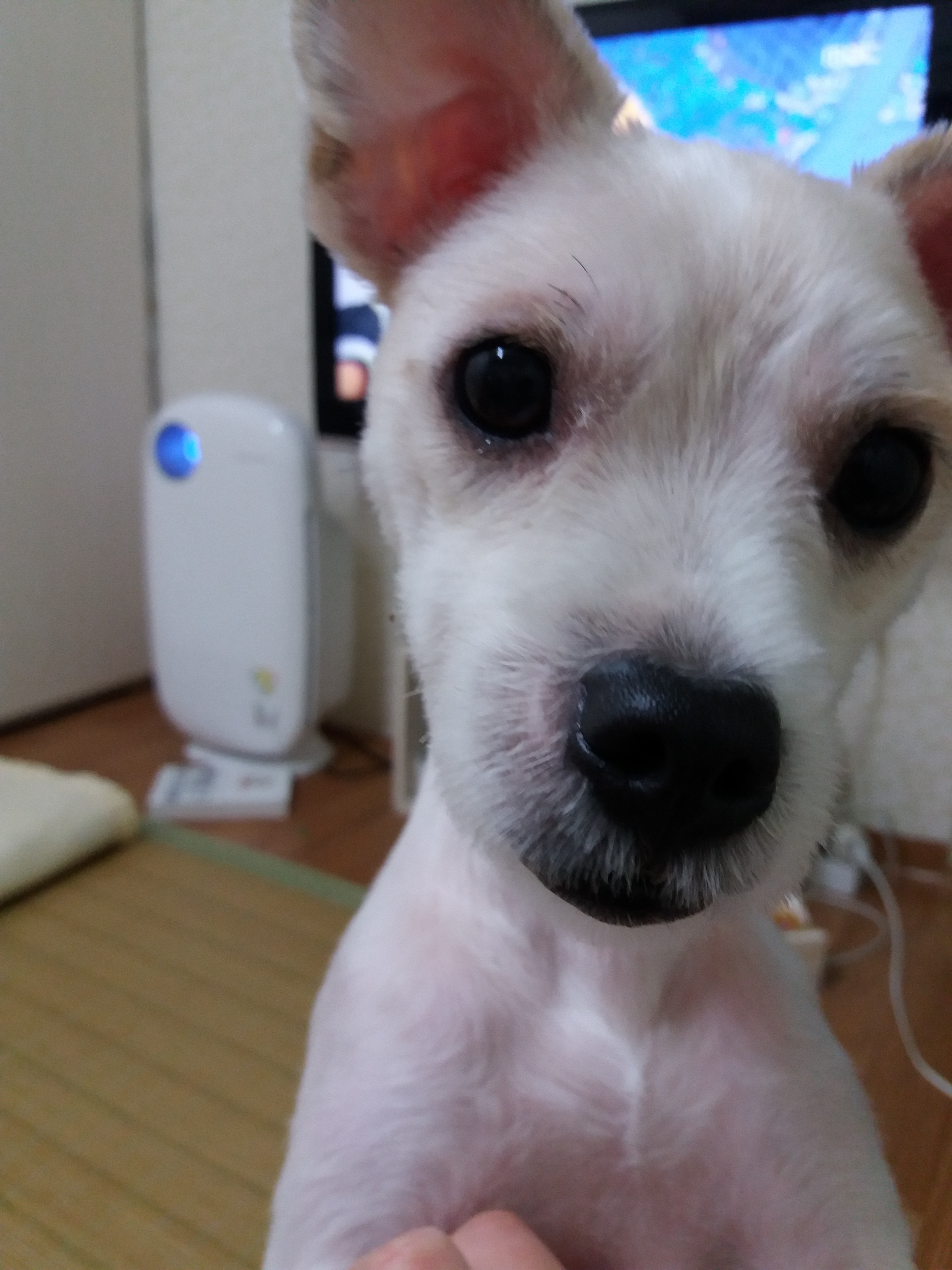 막둥이 입양 1년하고 1개월이 다가오네요 후기 올립니다.ㅎ(개쒼나~~)