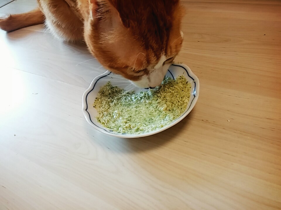 부산 미노(이노) 일주일째 