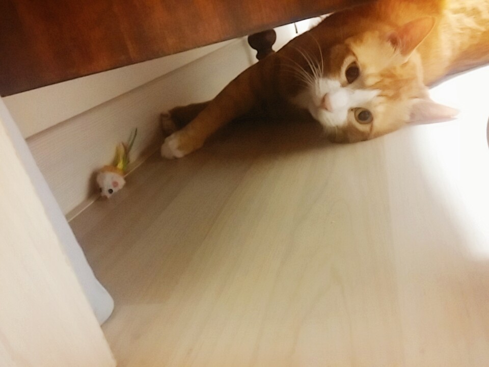 부산 미노(이노) 일주일째 