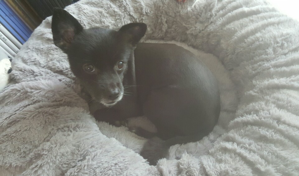 비트(소월이)가 100일이 되었습니다.