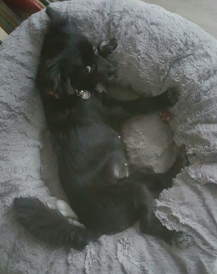 비트(소월이)가 100일이 되었습니다.