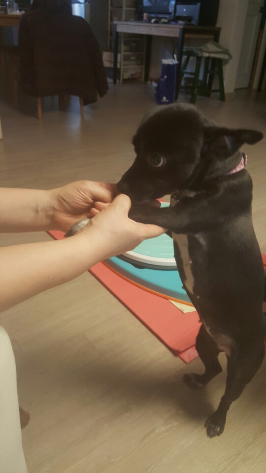 비트(소월이)가 100일이 되었습니다.