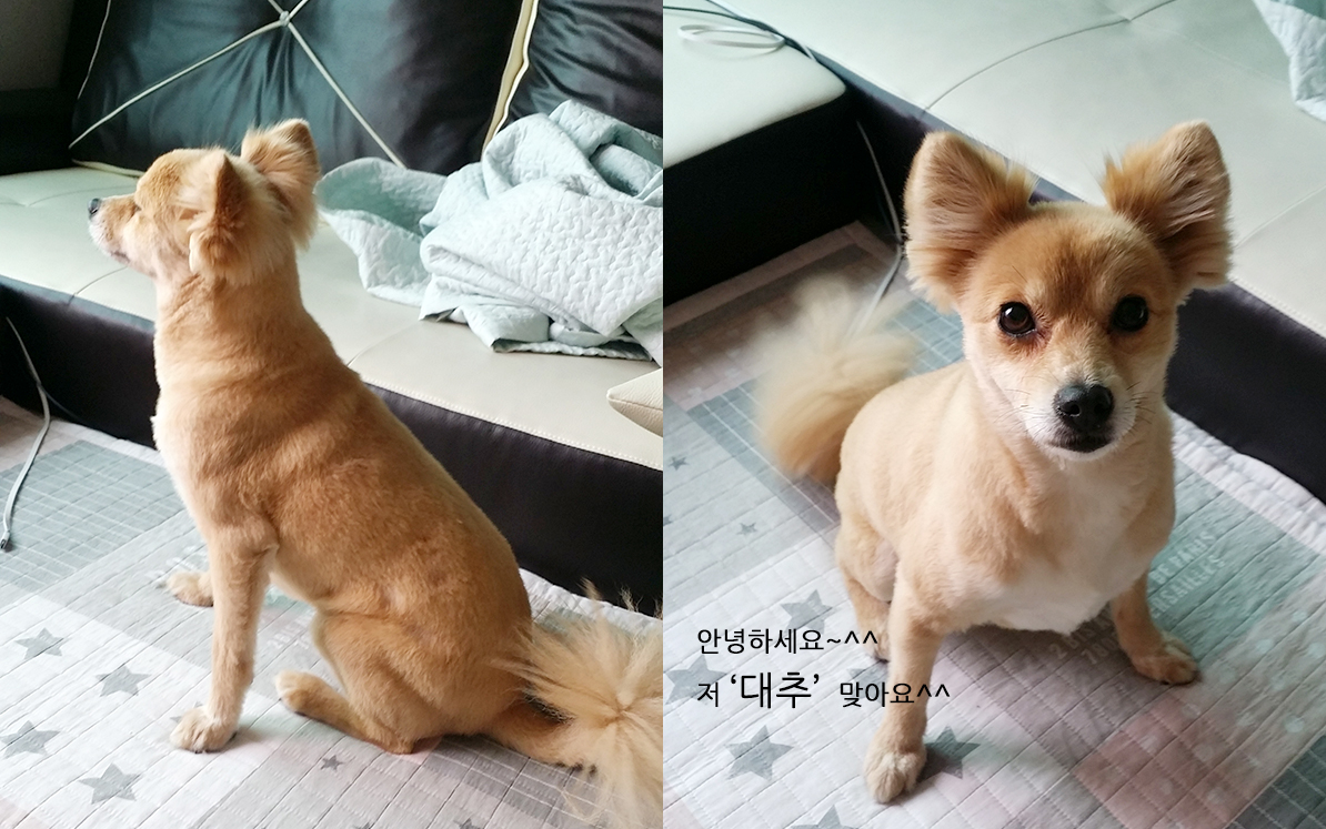 딸래미 '대추' 입니다~~^^*