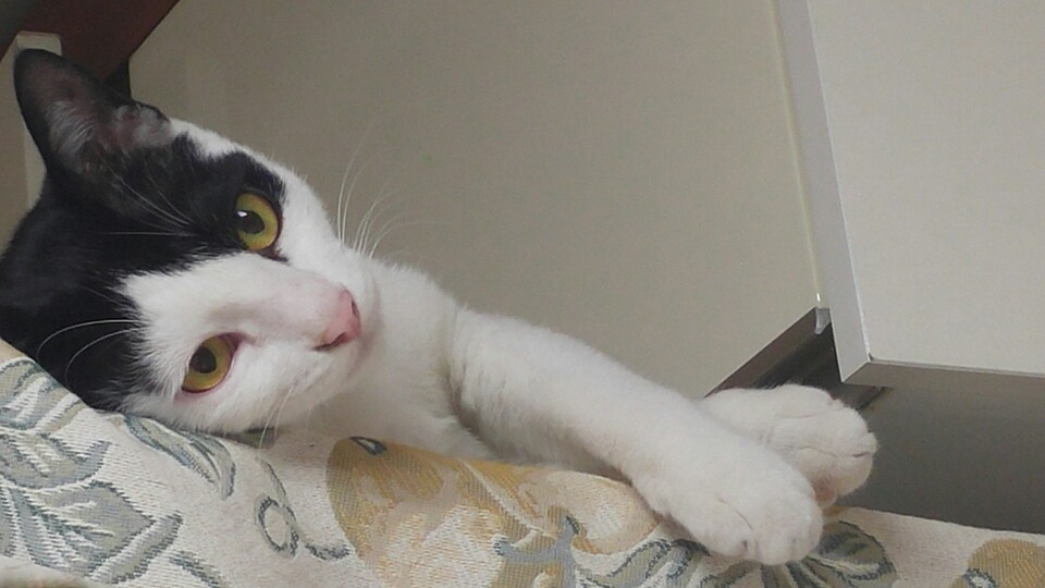 앵두와 동거한지 2년이 되었고 몇일이 지났습니다.