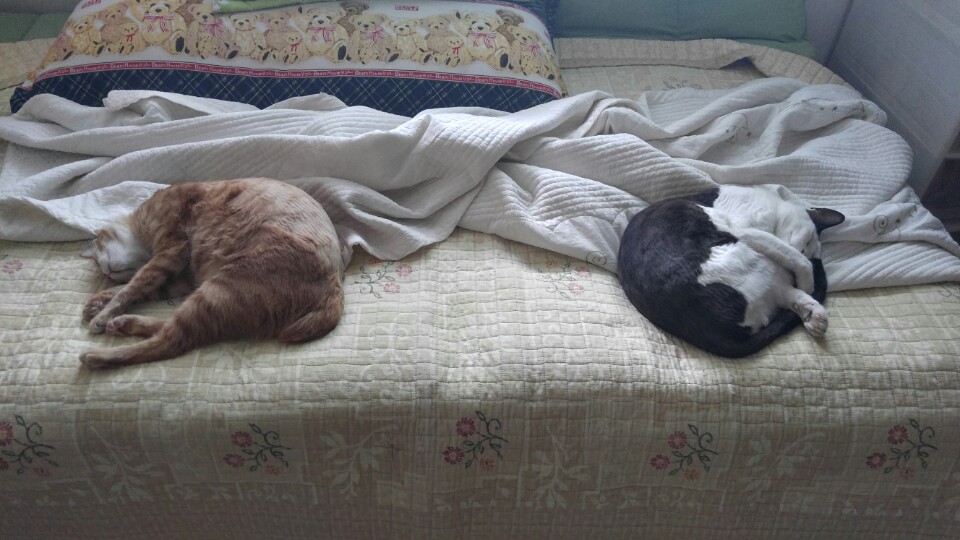 앵두와 동거한지 2년이 되었고 몇일이 지났습니다.