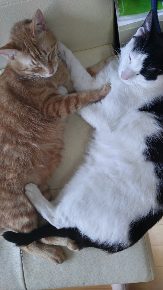 앵두와 동거한지 2년이 되었고 몇일이 지났습니다.