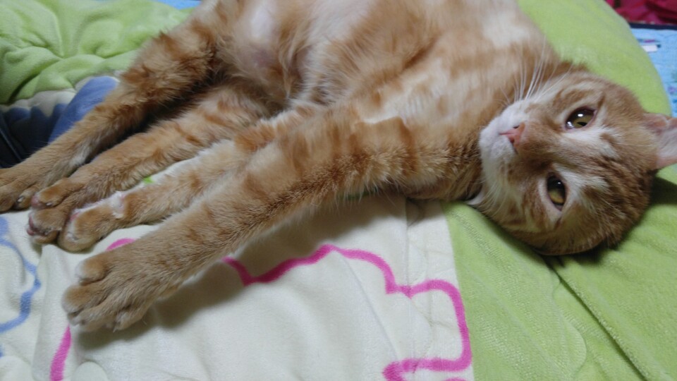 앵두와 동거한지 2년이 되었고 몇일이 지났습니다.