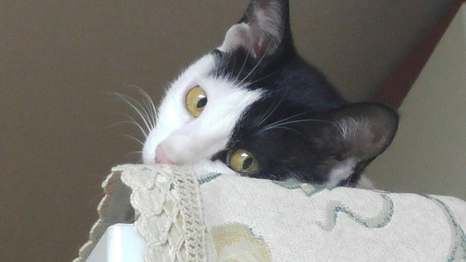 앵두와 동거한지 2년이 되었고 몇일이 지났습니다.