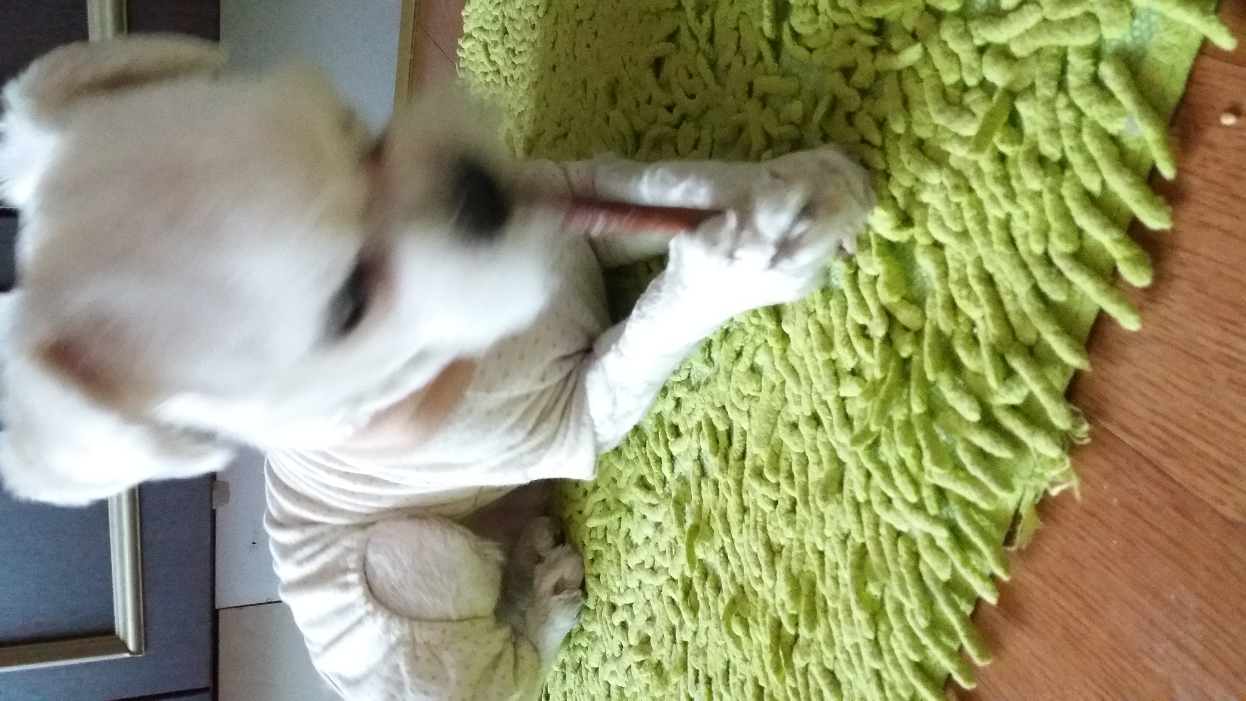 젤리 입양후기(3개월차)