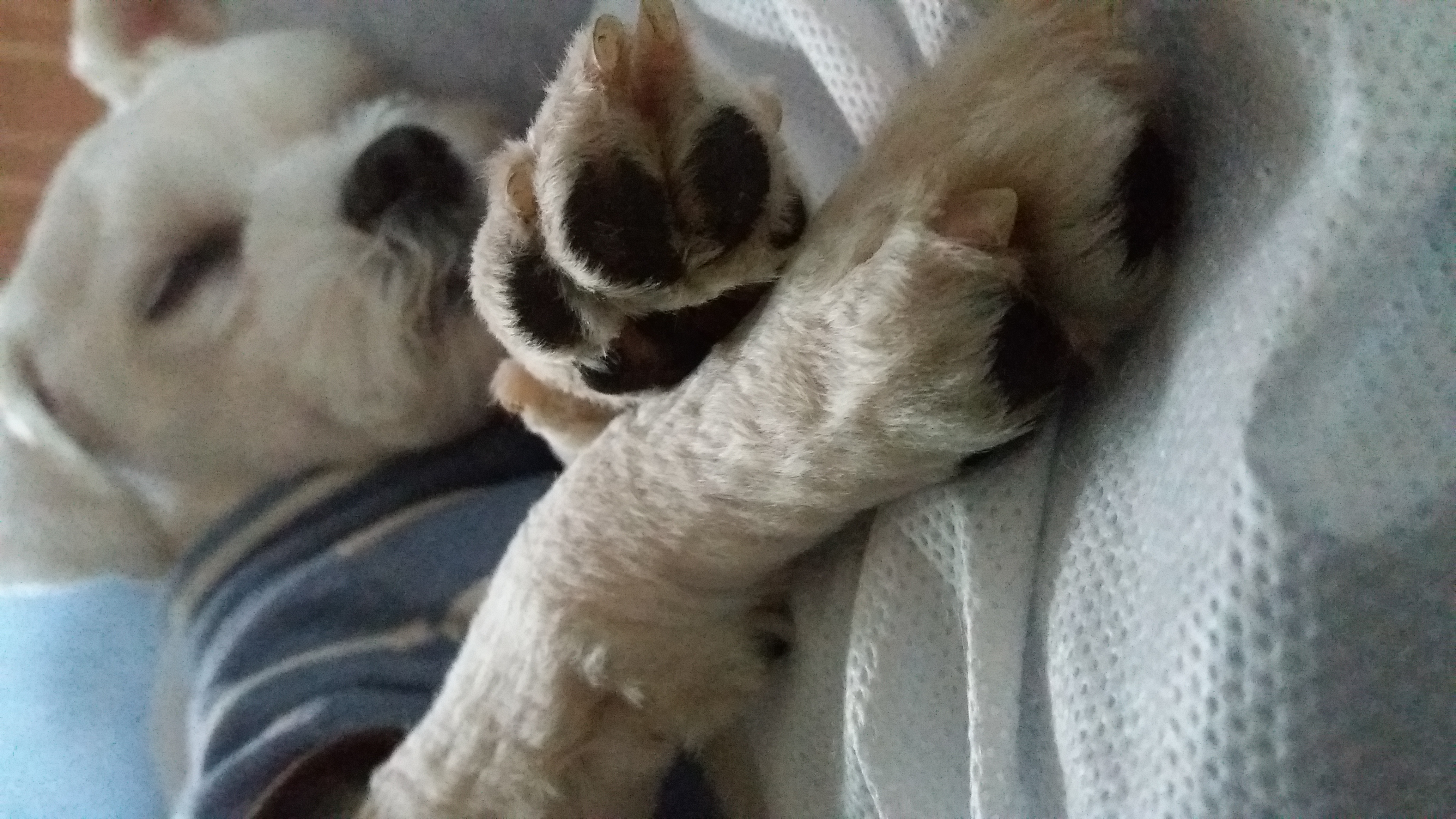 젤리 입양후기(3개월차)